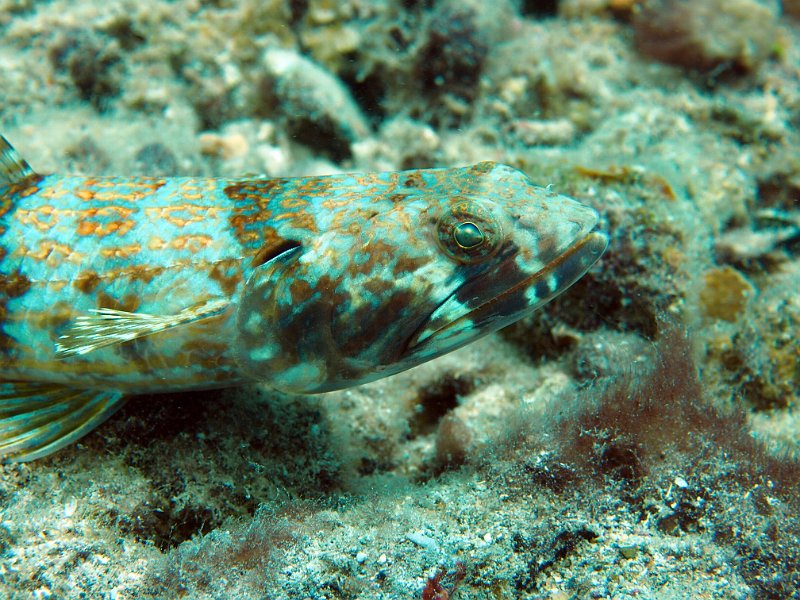 Curacao 04-12 103.jpg